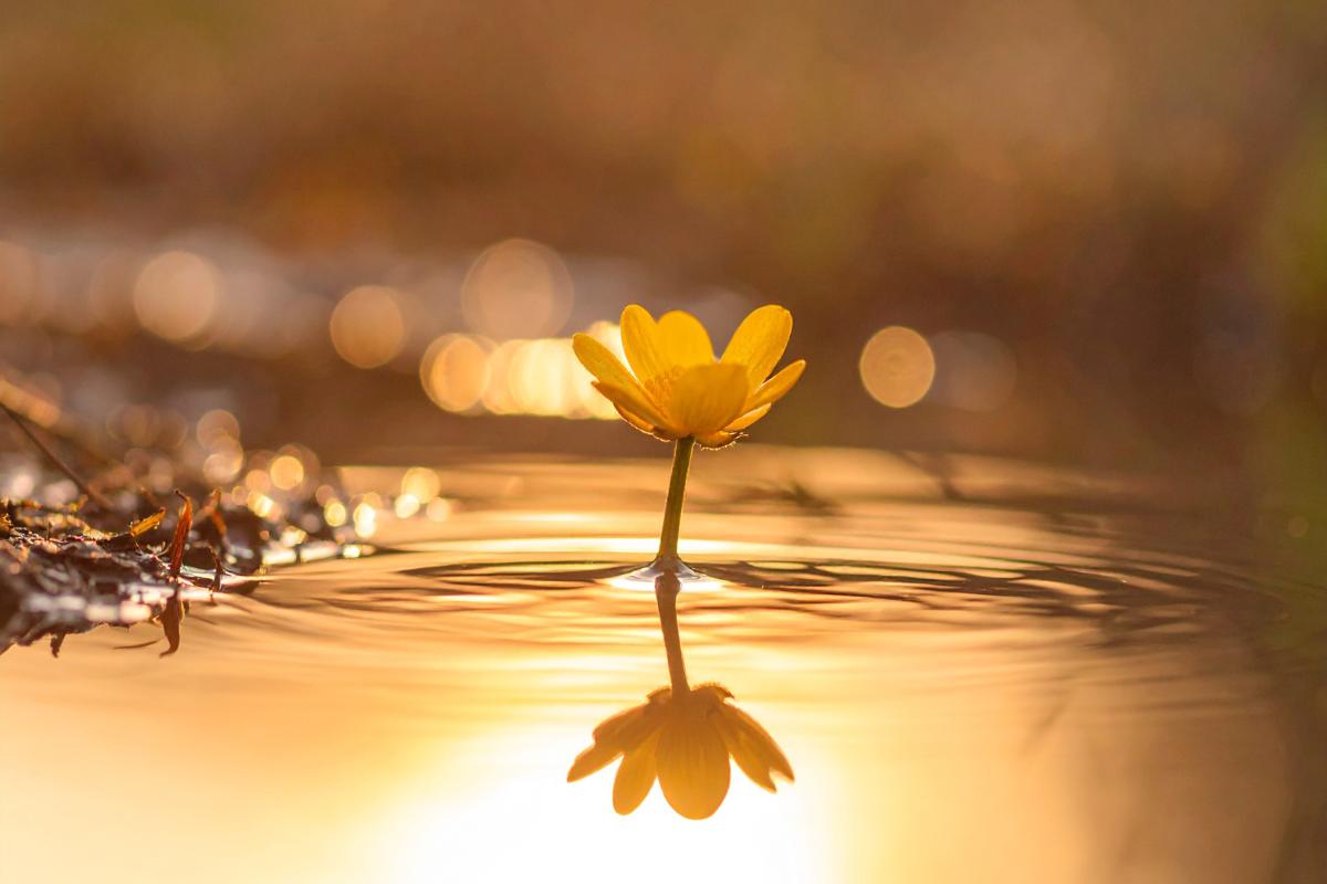 Between Effort and Grace: When the Universe Aligns